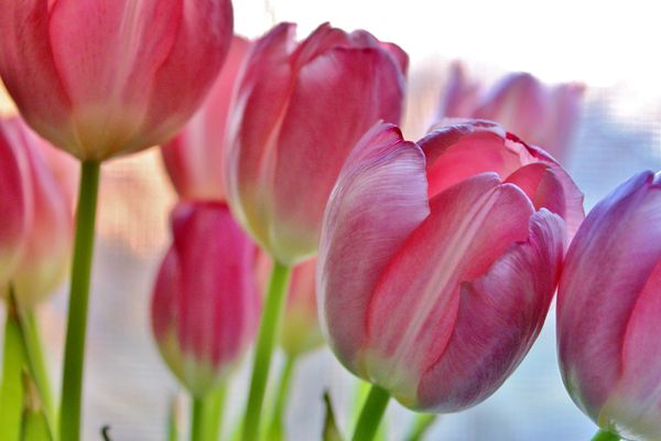Fresh cut tulips surrounded by light beams from th...