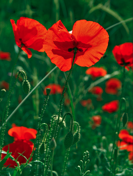 Poppies shot in the Jardin des Plantes....