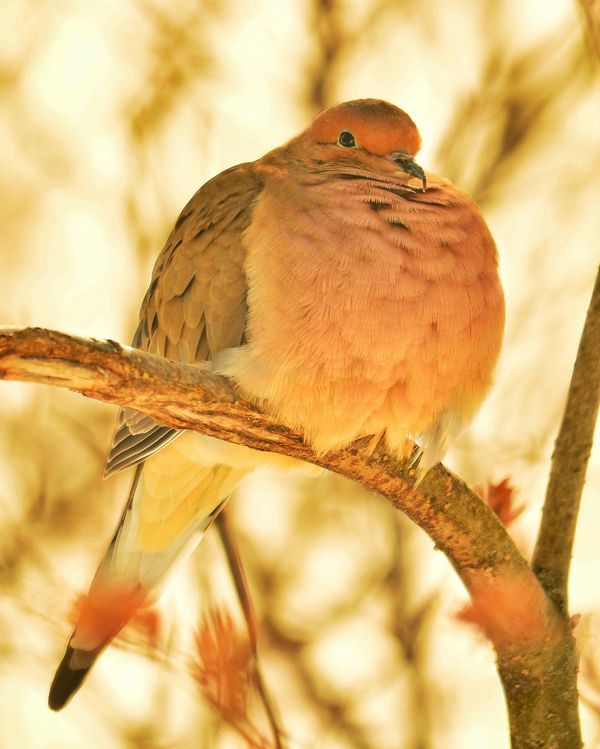 Mourning Dove on 'cloudy'...