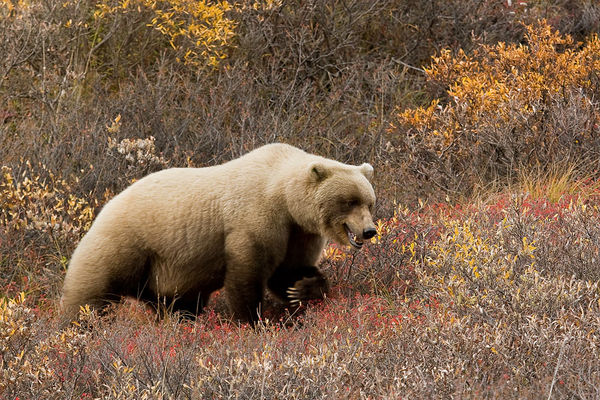 a bear taken in Denali park...