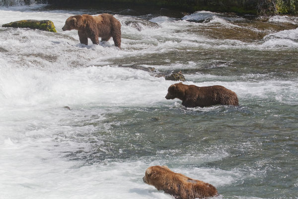 Bears waiting for the salmon (Katmia)...
