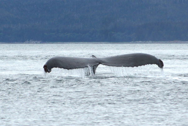 On a whale watching expedition in Juneau...