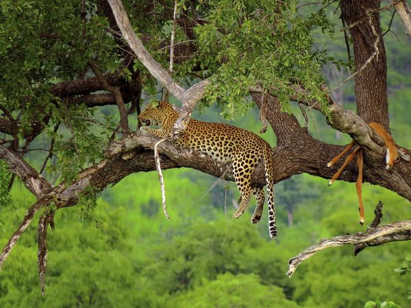 Leopard with kill...