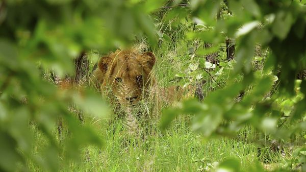 Lion in hiding...