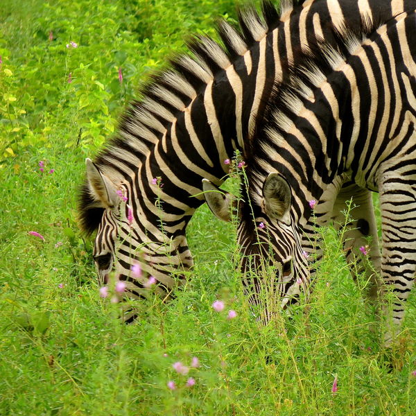 Zebras...