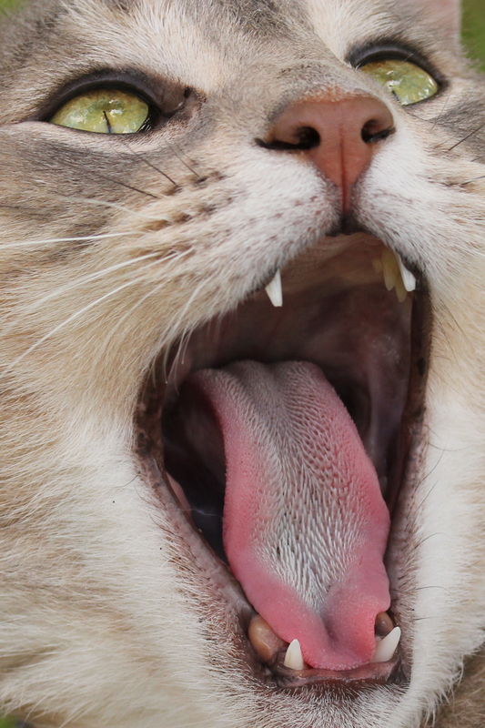Yawning cat!...