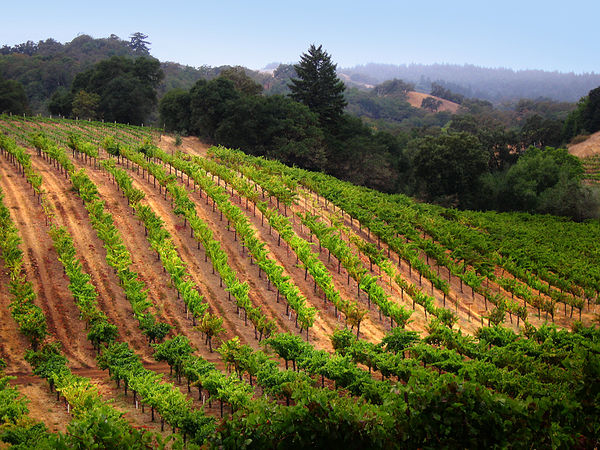 California Wine Country near Healdsburg...