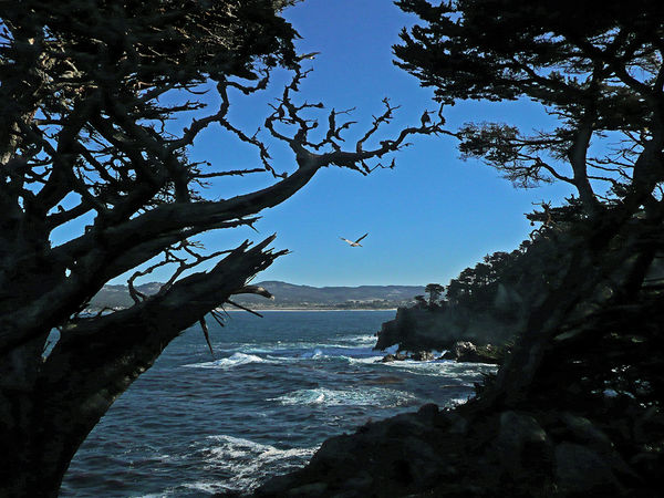 Point Lobos State Park...