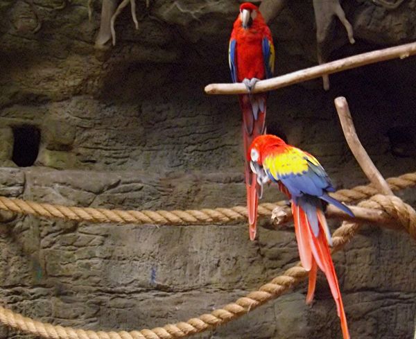 From photophile-Here are parrots at Cleveland zoo ...