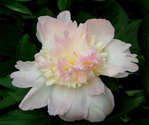 Peony blossom from last spring-photophile...