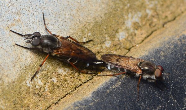 Mating Stiletto flies (Ozodiceromyia nigrimana)...
