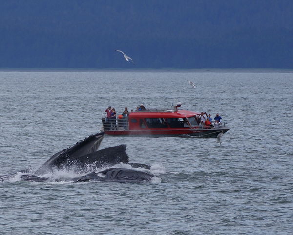 Close-up of selected whales.  Went on an Orca watc...