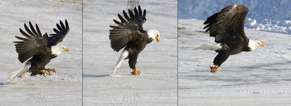 eagle at 5 fps in Eagle River...