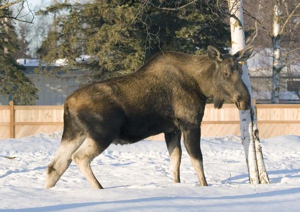 a moose at the Turnagain school...
