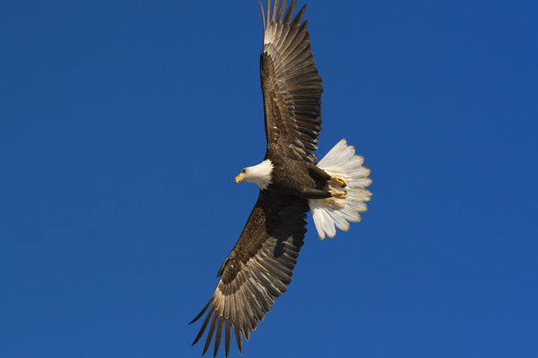 eagle in Eagle River...