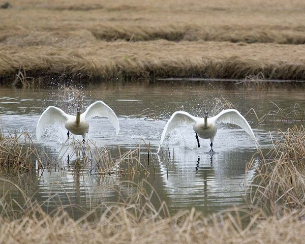 swans at Potter Marsh...