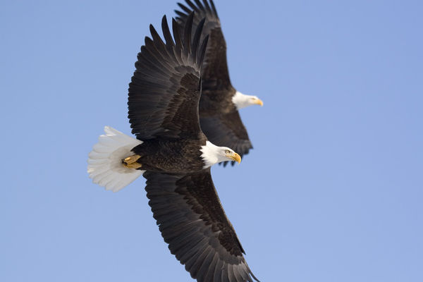 eagles in Eagle River...
