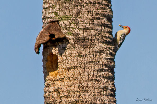 Red-bellied Woodpecker...
