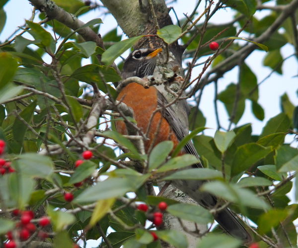 Hungry robin...