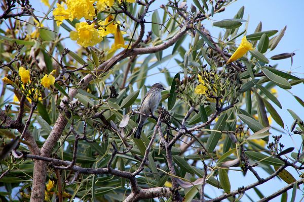 Female Painted Bunting in a Tabebuia tree...