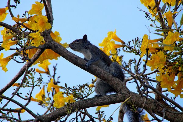 Squirrel in same tree...