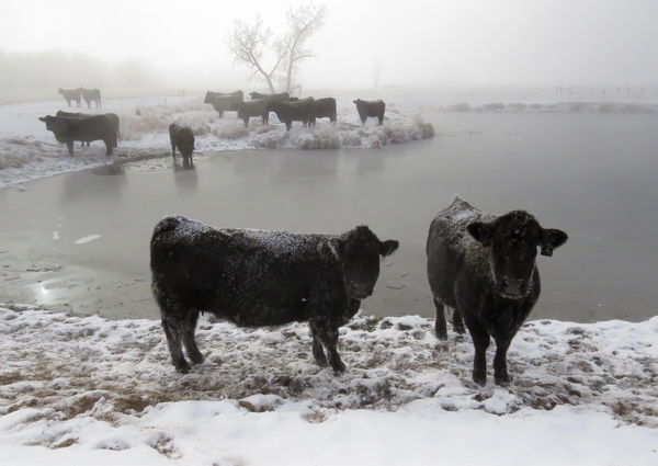 The cattle were stomping the ice to get to the wat...