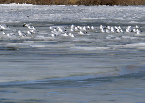 Seagulls on ice...