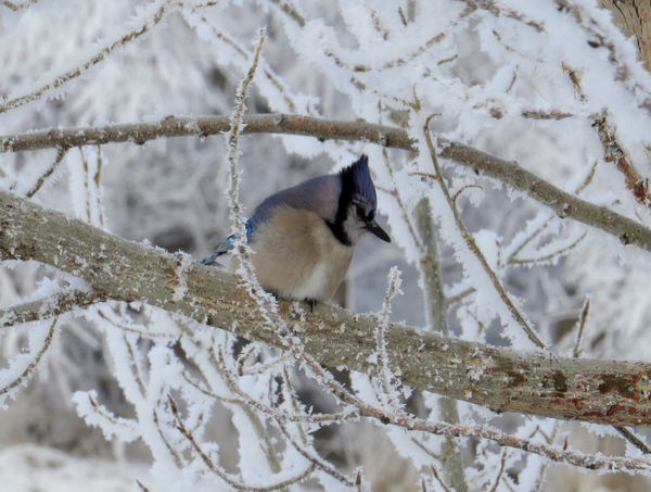 Bluejay on an icy tree...