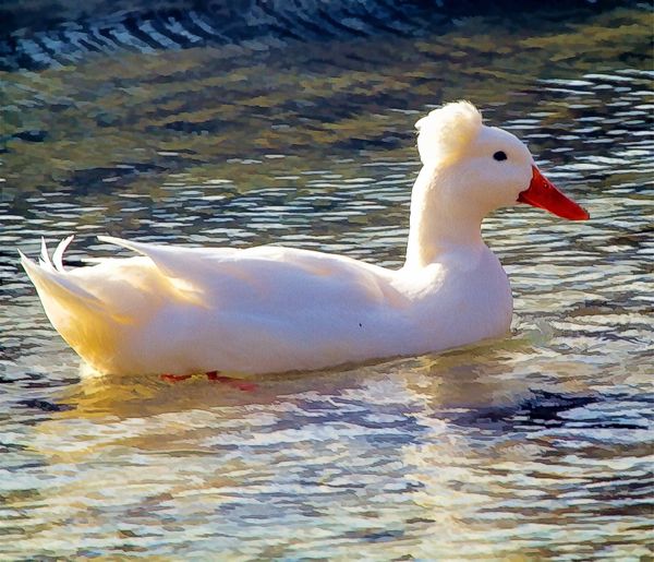 White Crested Duck...