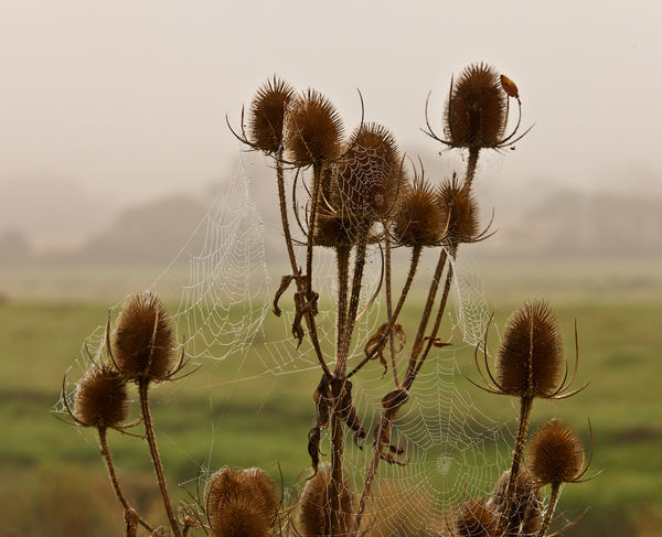 Early Morning Dew on Web covered Teasels...