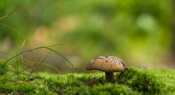 Magical mushroom...