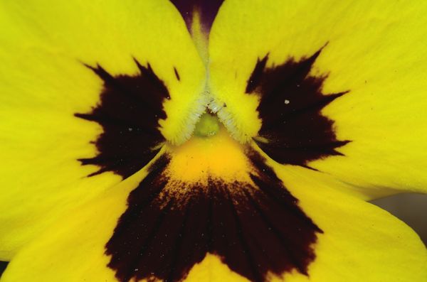 Macro of the Pansy - Some post processing...