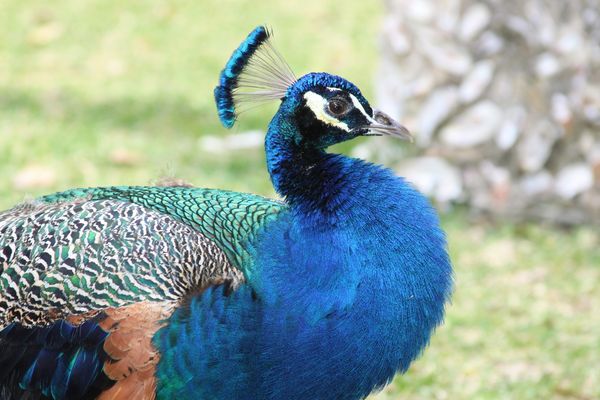 male peacock...