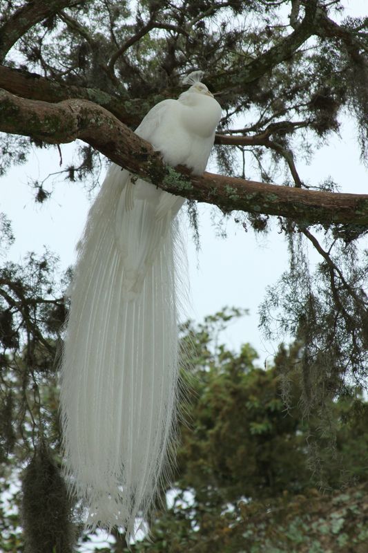 male albino roosting in tree...