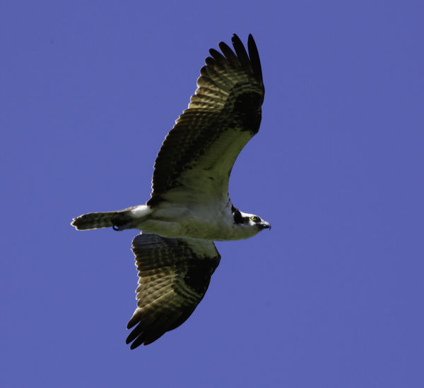 Flying Osprey...