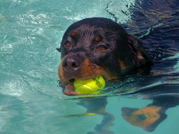 Rotty with a ball- what a swimmer!...