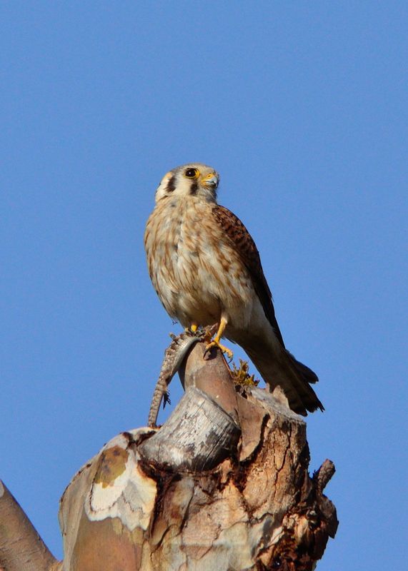 wild kestrel about to feed nestlings, 2013...
