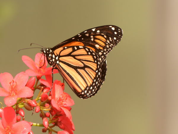 Monarch Butterfly Exhibit...