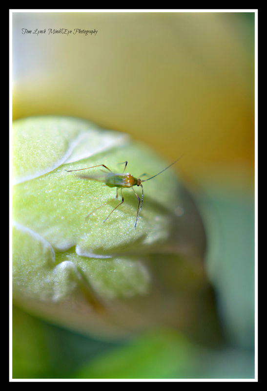 Aphid...