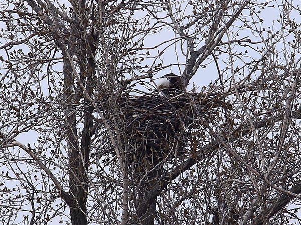 nest 1 cropped...