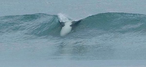 Killer whale surfs upside down...