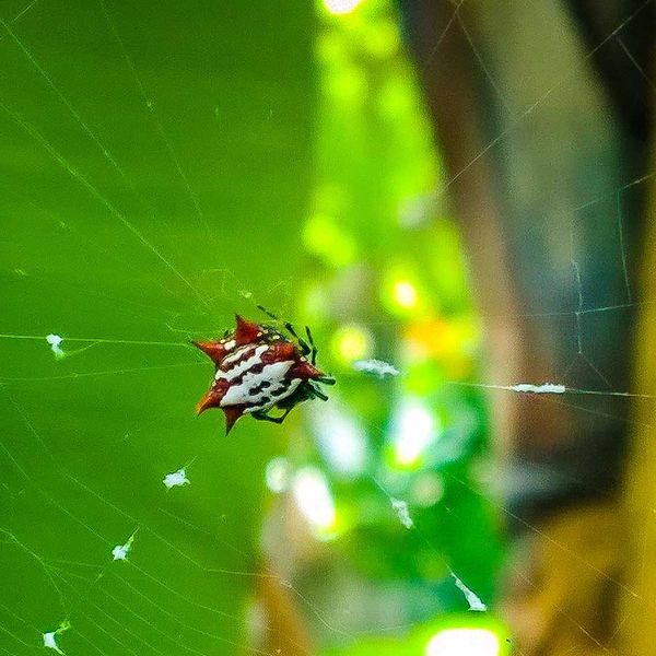 Spider in Hemingway's garden...