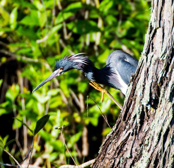 Another bird in Everglades...