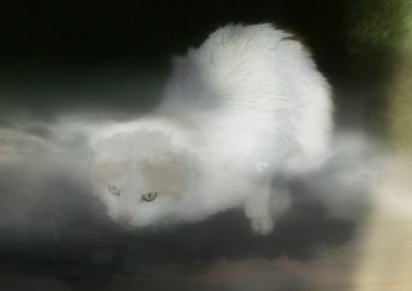 similar Photo into Ghostly Cat...