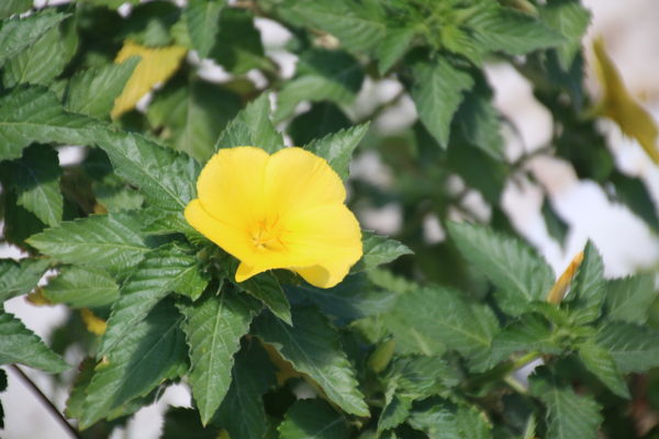 Yellow Flower...