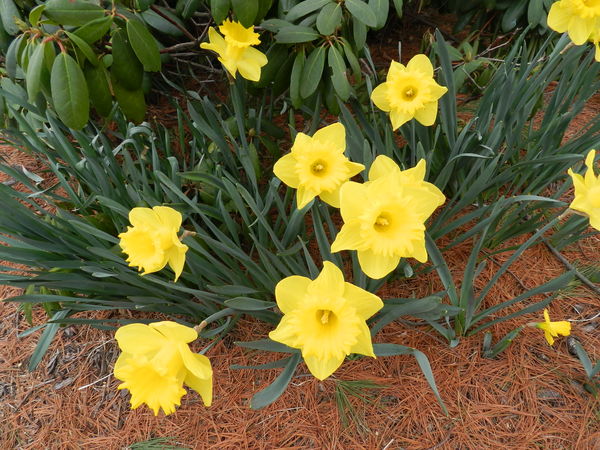 Finally...daffodils that aren't in a store!...