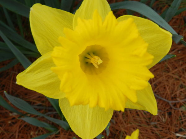 My favorite..a close-up of a daffodil!...