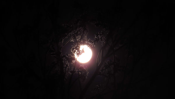 From a tree in my backyard eclipse 4/15/2014...