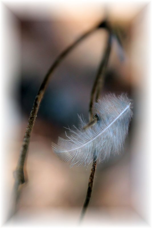 Finch feather...