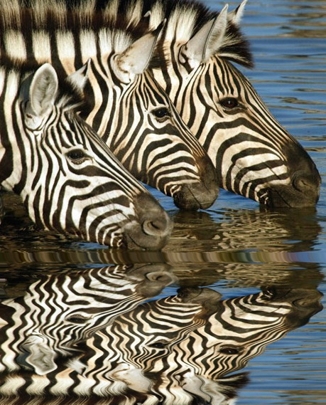Hwange Zebras...